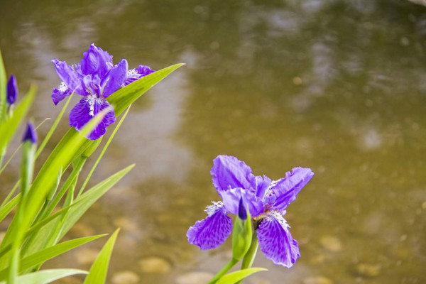 紫蝴蝶花怎么養(yǎng)，用疏松肥沃的微堿性土壤養(yǎng)護(hù)