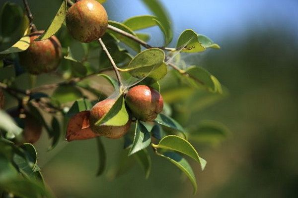 油茶樹的種植方法，可以通過(guò)以下5步進(jìn)行