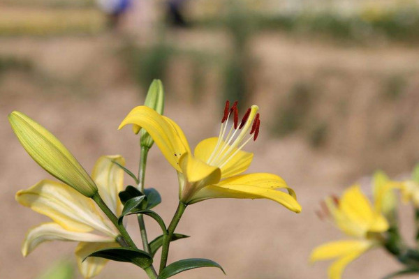 百合花怎么養