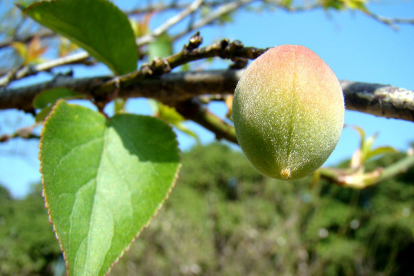 青梅種植方法，在11~23℃之間發(fā)育速度最快