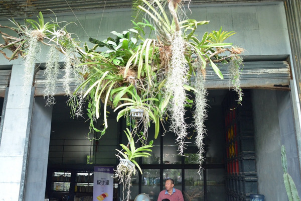 空氣草怎么養，保證水分充足并做好保溫措施