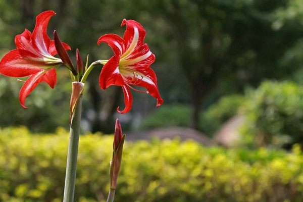 朱頂紅怎么養(yǎng)，做好以下幾點植株花色更艷、花期更長