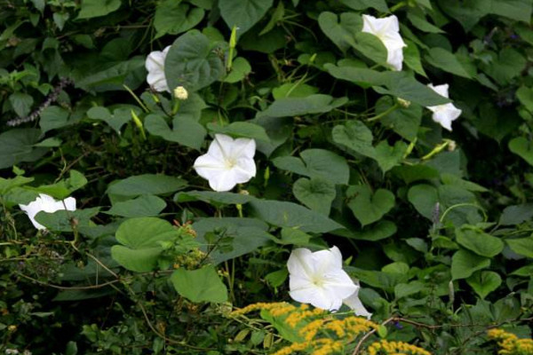 月光花怎么養，保證光照充足并做好保暖措施