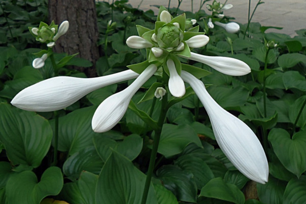 玉簪花怎么養(yǎng)，4步教你養(yǎng)好玉簪花