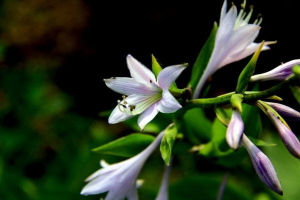 玉簪花怎么養(yǎng)，4步教你養(yǎng)好玉簪花