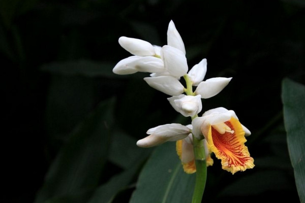 姜花的花語是什么，將記憶永遠留在夏天