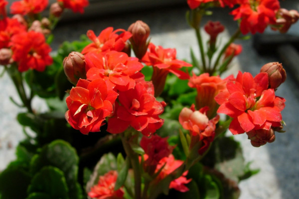 長壽花什么季節開花，春季2~5月綻放