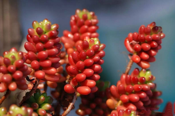 紅色漿果多肉怎么養，充足的光照以及合理的肥水