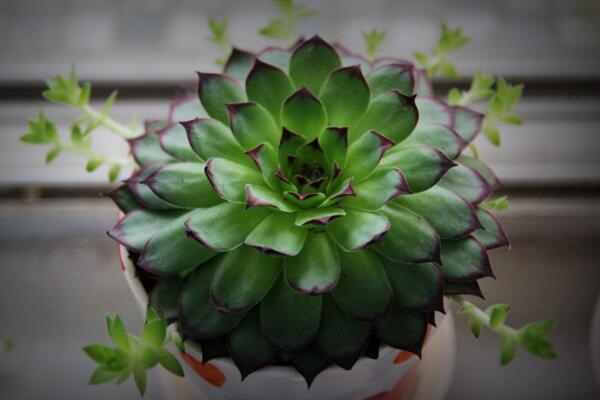 多肉植物怎么養護，控制澆水并保證光照充足