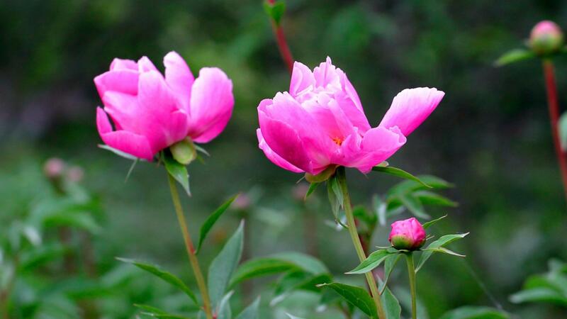 牡丹花怎樣種植