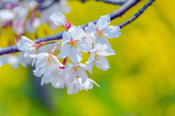 櫻花的花語