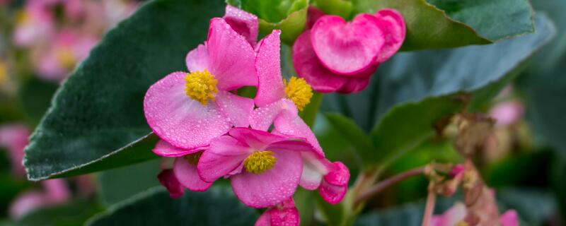 海棠花溪什么時候開花