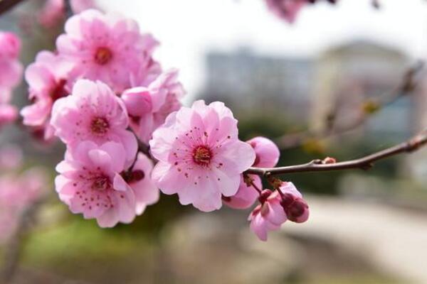 包頭桃花幾月開花