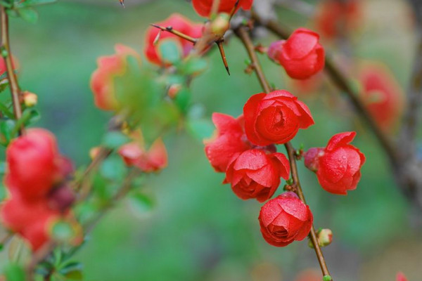 長壽冠海棠四季開花嗎