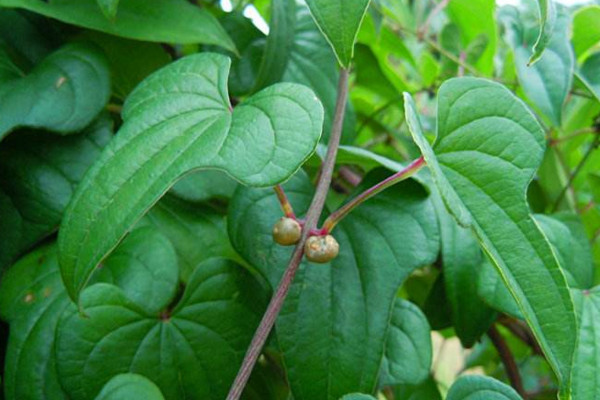 山藥豆的種植時間