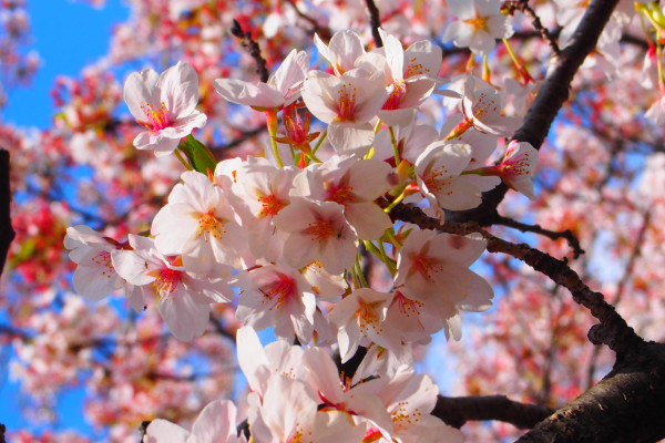 千鳥(niǎo)花該怎么養(yǎng)，生長(zhǎng)旺期15~20天追肥一次