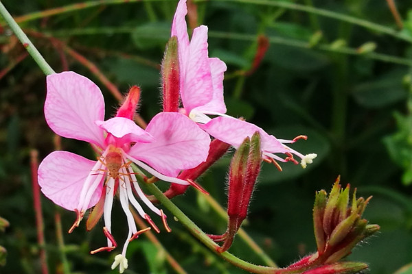 千鳥(niǎo)花該怎么養(yǎng)，生長(zhǎng)旺期15~20天追肥一次