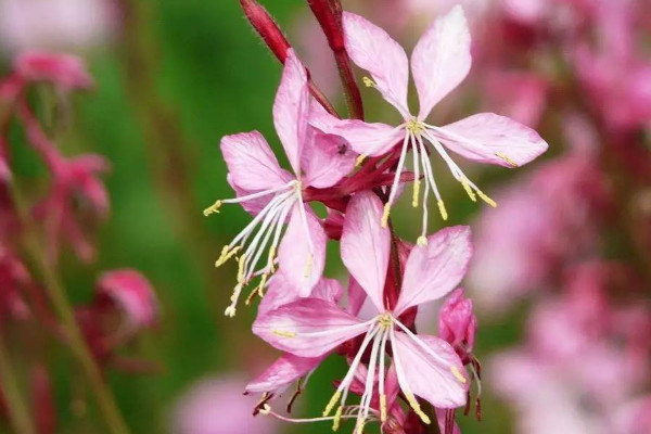 千鳥(niǎo)花該怎么養(yǎng)，生長(zhǎng)旺期15~20天追肥一次