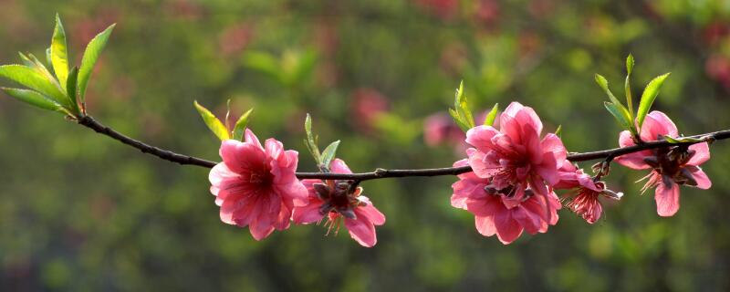 佛山南國桃園桃花什么時候開