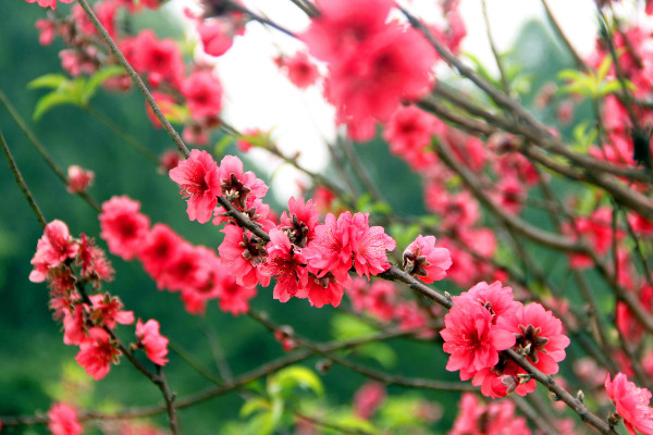 佛山南國桃園桃花什么時候開