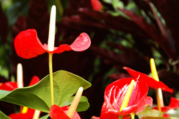 紅掌花怎么養