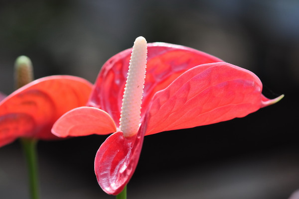 紅掌花怎么養