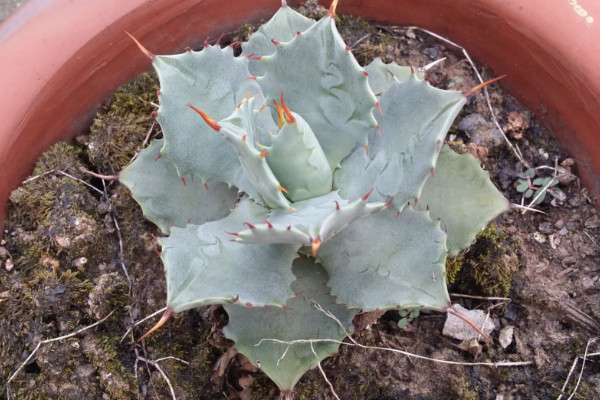 多肉植物溫度低凍傷處理方法，及時(shí)修剪盡快增溫