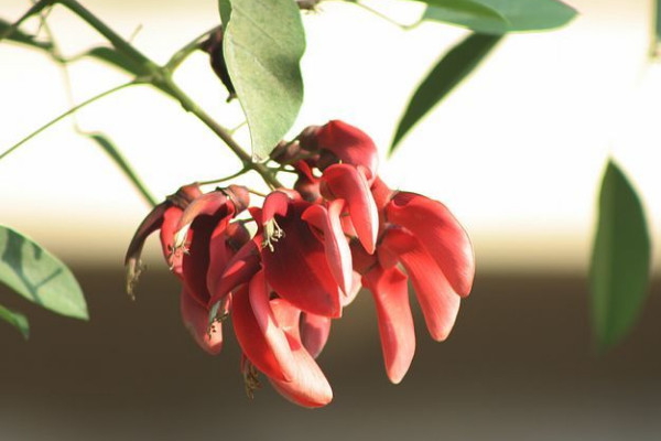 刺桐花什么時候開花，花期時間在12月到次年3月