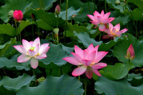 荷花什么時候開，夏季6~9月綻放