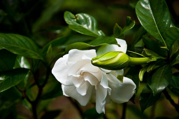 梔子花花蕾發(fā)黑脫落