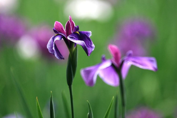 菖蒲花花語