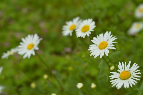 雛菊開花后怎么處理