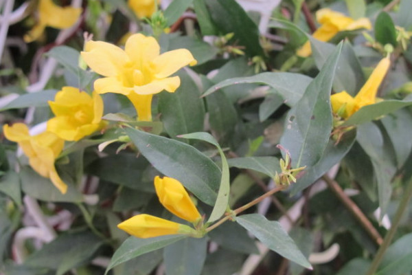 法國香水茉莉花栽植技術