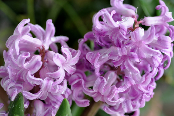 風信子開完花后怎么處理