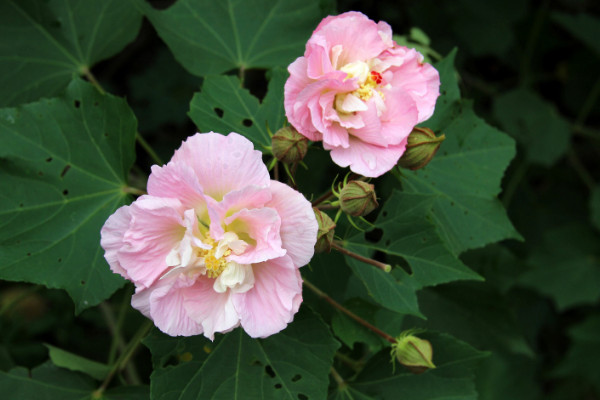 芙蓉花的寓意和象征