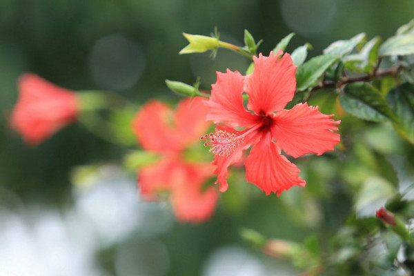 扶桑花什么季節修剪好