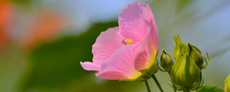 芙蓉花怎么養