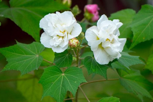 芙蓉花怎么養