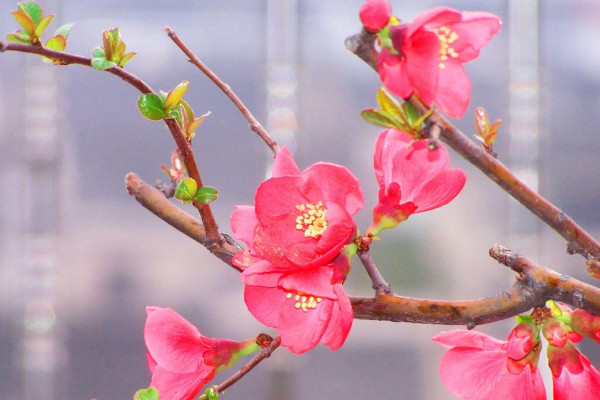 海棠花的花語