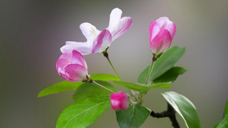 海棠花怎么養