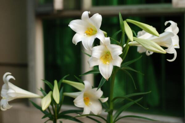 如何讓百合分叉多開花