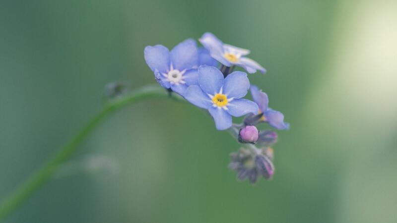 勿忘我花語