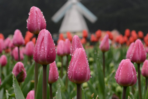 郁金香花語