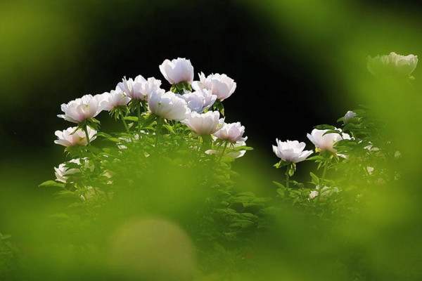 牡丹花的開花時間