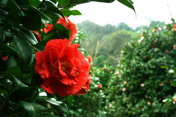 烈香茶花如何養殖