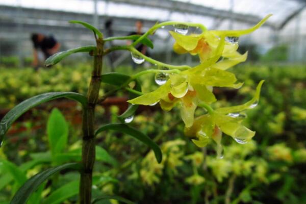 石斛花怎么養