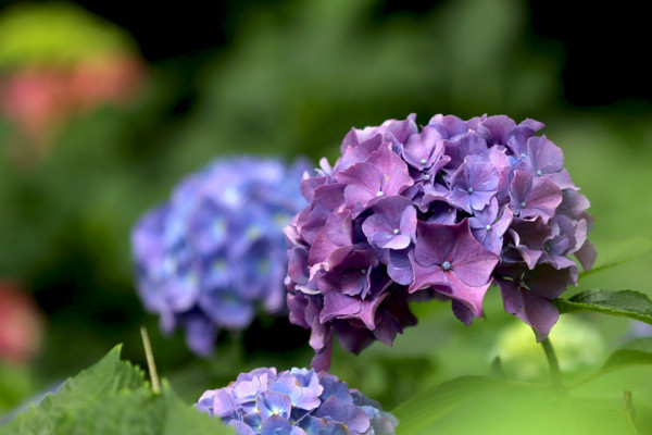 繡球花怎么養(yǎng)