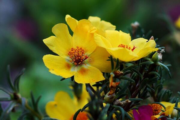 太陽(yáng)花冬天怎么過(guò)冬