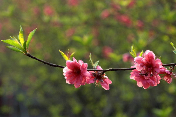 桃花什么時候開