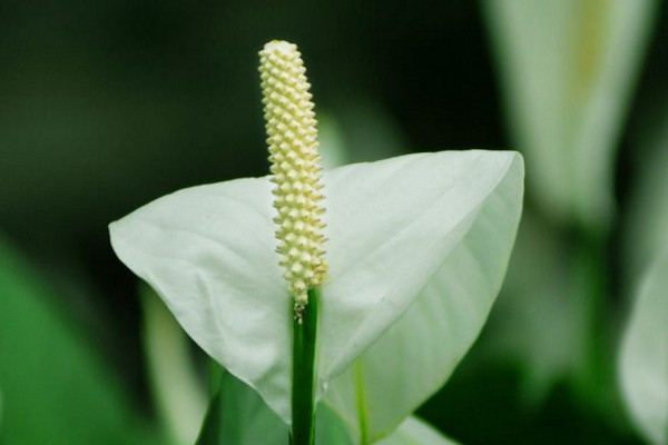 一帆風順花怎么養